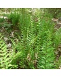 Fern, Dryopteris ludoviciana 'Southern Shield Fern' 1Q
