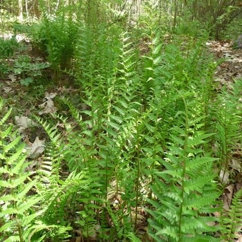 Fern, Dryopteris ludoviciana 'Southern Shield Fern' 1Q