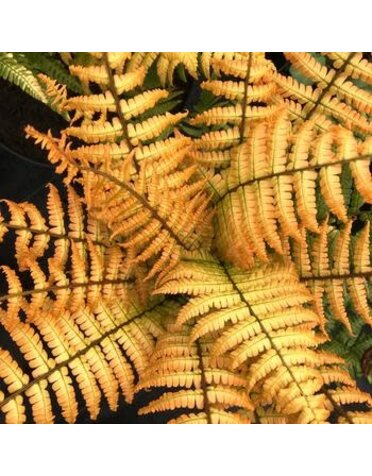 Fern, Dryopteris wallichiana 'Jurassic Gold' 1Q