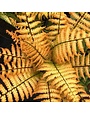 Fern, Dryopteris wallichiana 'Jurassic Gold' 1Q