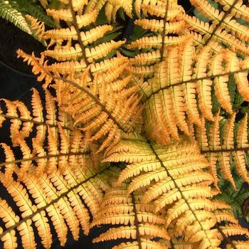 Fern, Dryopteris wallichiana 'Jurassic Gold' 1Q