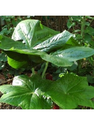 Mayapple, Podophyllum peltatum 'Mayapple' 1G NATIVE