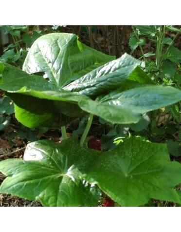 Mayapple, Podophyllum peltatum 'Mayapple' 1G NATIVE