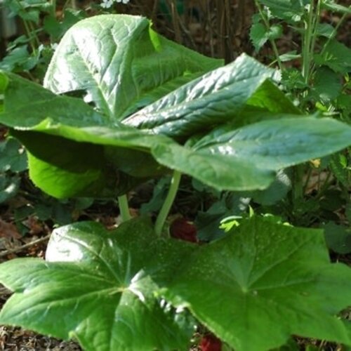 Mayapple, Podophyllum peltatum 'Mayapple' 1G NATIVE