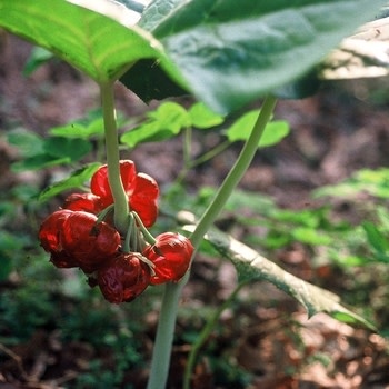 Mayapple, Podophyllum peltatum 'Mayapple' 1G NATIVE