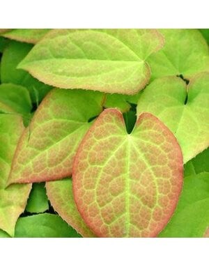 Barrenwort, Epimedium x warleyense 'Orange Queen' 1G