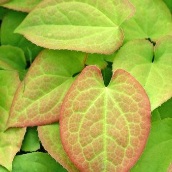 Barrenwort, Epimedium x warleyense 'Orange Queen' 1G