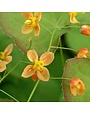 Barrenwort, Epimedium x warleyense 'Orange Queen' 1G