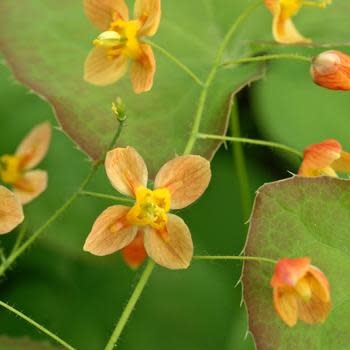 Barrenwort, Epimedium x warleyense 'Orange Queen' 1G