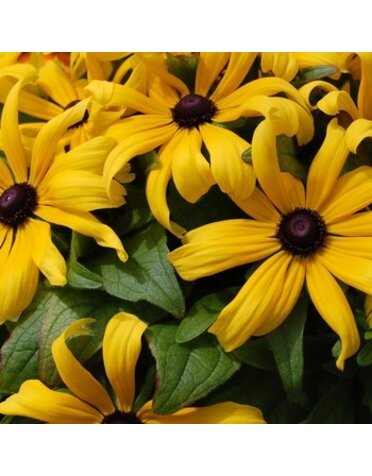 Black-Eyed Susan, Rudbeckia hirta 'Becky Mix' 1G