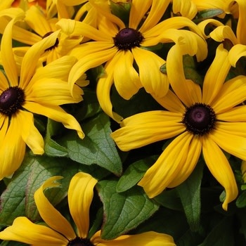 Black-Eyed Susan, Rudbeckia hirta 'Becky Mix' 1G