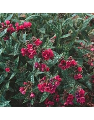 Lungwort, Pulmonaria 'Raspberry Splash' 1G