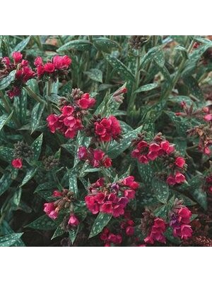 Lungwort, Pulmonaria 'Raspberry Splash' 1G