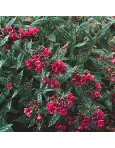Lungwort, Pulmonaria 'Raspberry Splash' 1G