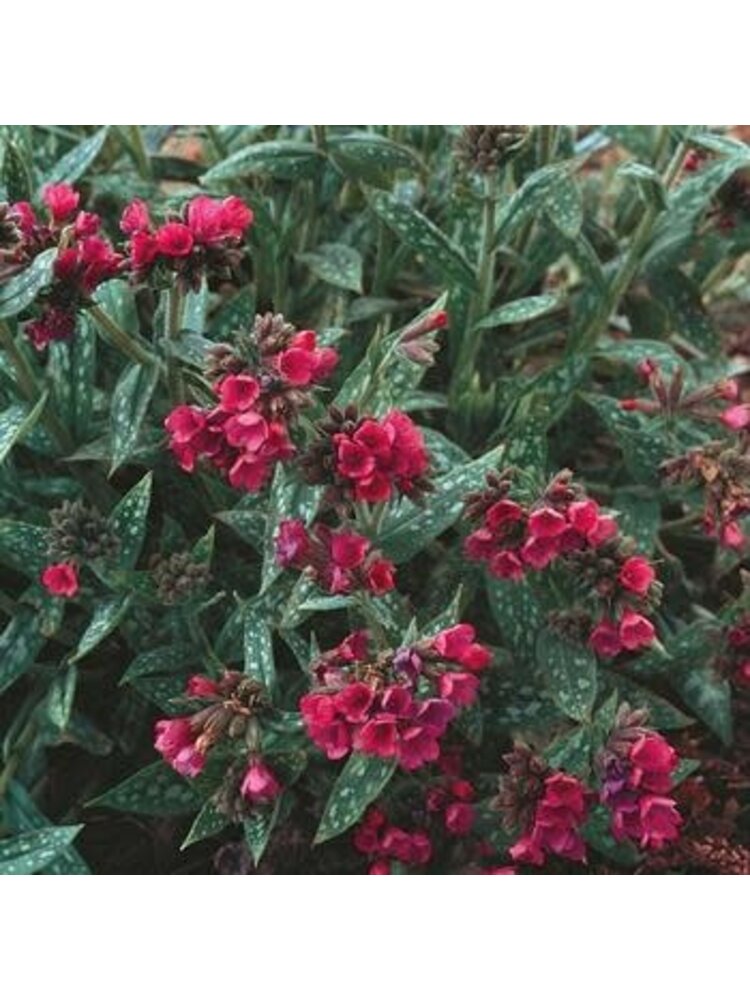 Lungwort, Pulmonaria 'Raspberry Splash' 1G