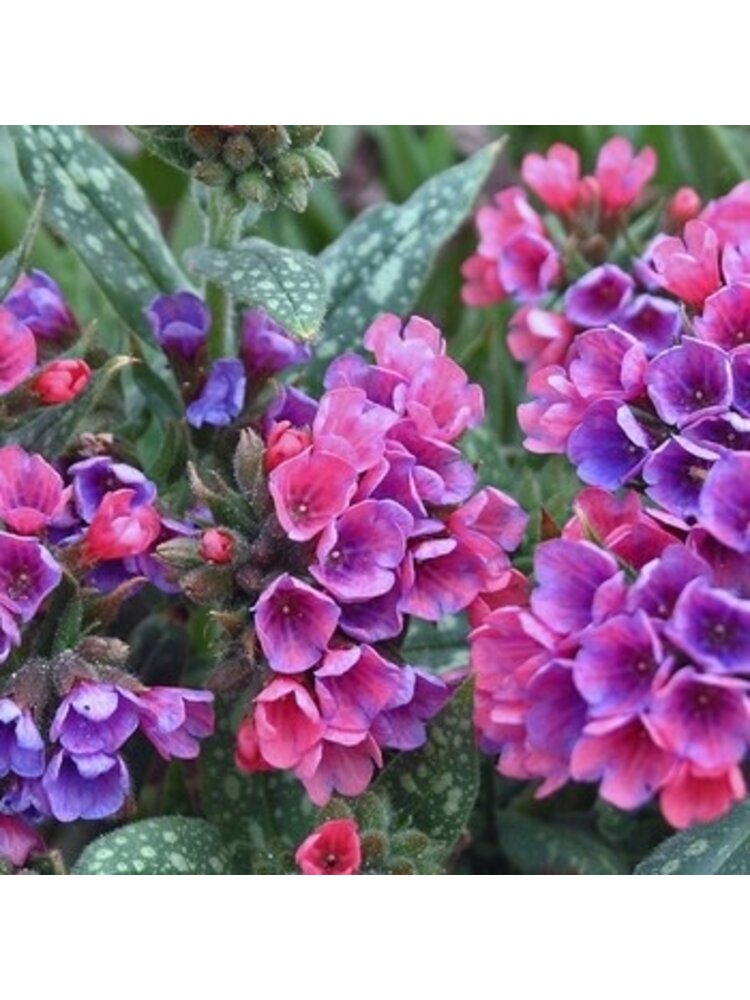Lungwort, Pulmonaria 'Raspberry Splash' 1G