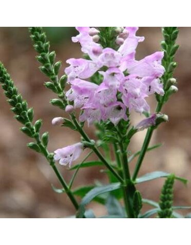 Obedient Plant, Physostegia virginiana 'Pink Manners' 1G