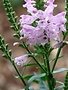Obedient Plant, Physostegia virginiana 'Pink Manners' 1G