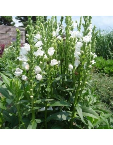 Obedient Plant, Physostegia virginiana 'Crystal Peak White' 1G