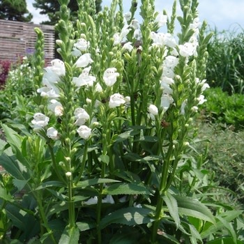 Obedient Plant, Physostegia virginiana 'Crystal Peak White' 1G