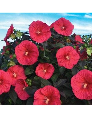 Hardy Hibiscus, Hibiscus 'Mars Madness' 3G