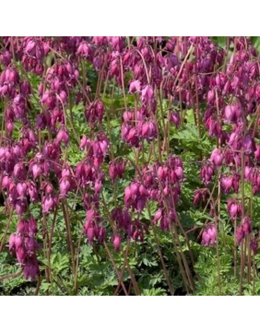 Bleeding Heart, Dicentra eximia 'Stuart Boothman' 1G