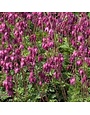Bleeding Heart, Dicentra eximia 'Stuart Boothman' 1G
