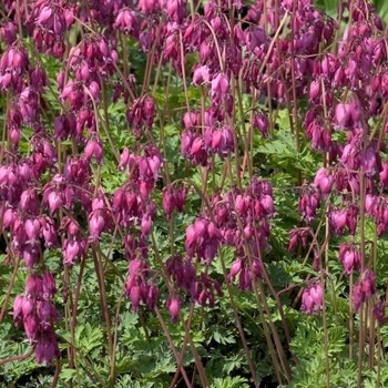 Bleeding Heart, Dicentra eximia 'Stuart Boothman' 1G