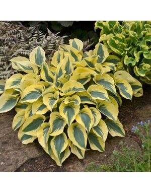 Hosta, Hosta 'Autumn Frost' 4Q