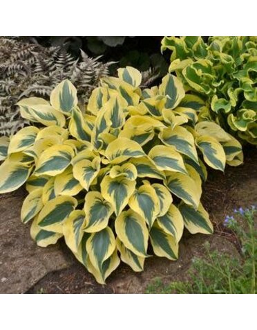 Hosta, Hosta 'Autumn Frost' 4Q
