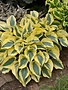 Hosta, Hosta 'Autumn Frost' 4Q