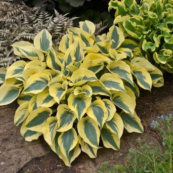 Hosta, Hosta 'Autumn Frost' 4Q