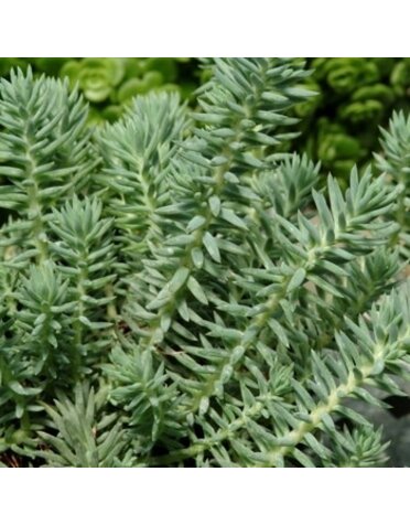 Stonecrop, Sedum reflexum 'Moonshadow' Blue Spruce (Groundcover) 4"