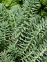 Stonecrop, Sedum reflexum 'Moonshadow' Blue Spruce (Groundcover) 4"