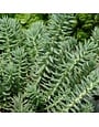 Stonecrop, Sedum reflexum 'Moonshadow' Blue Spruce (Groundcover) 4"