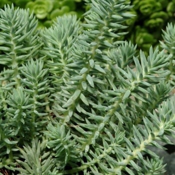 Stonecrop, Sedum reflexum 'Moonshadow' Blue Spruce (Groundcover) 4"