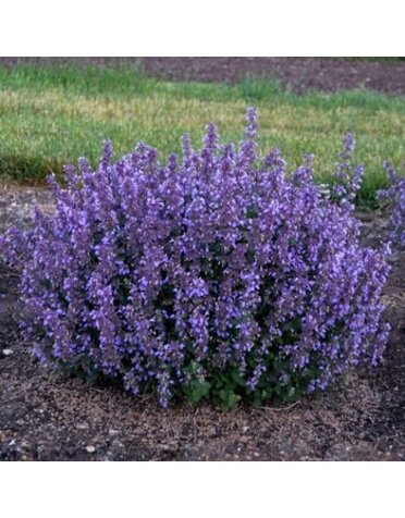 Catmint, Nepeta x faassenii 'Cat's Pajamas' 4Q