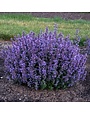 Catmint, Nepeta x faassenii 'Cat's Pajamas' 4Q