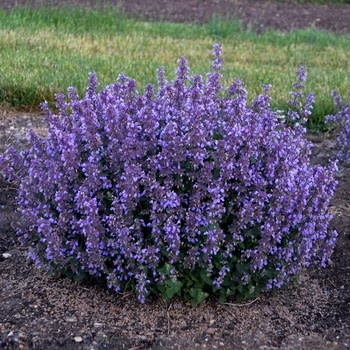 Catmint, Nepeta x faassenii 'Cat's Pajamas' 4Q