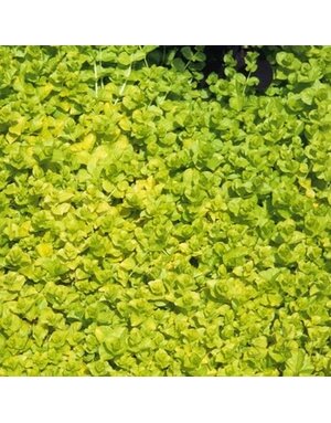 Creeping Jenny, Lysimachia nummularia 'Aurea' 1G