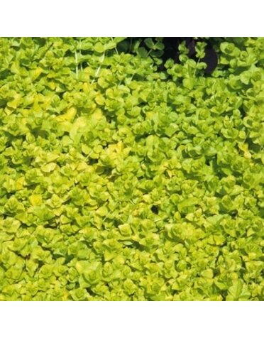 Creeping Jenny, Lysimachia nummularia 'Aurea' 1G