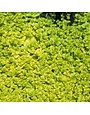 Creeping Jenny, Lysimachia nummularia 'Aurea' 1G