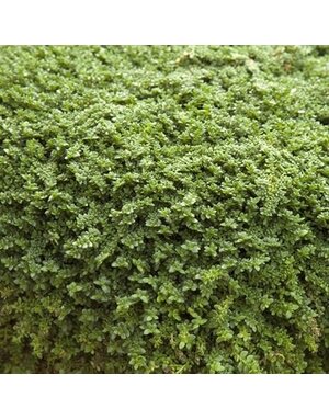 Rupturewart, Herniaria glabra 'Green Carpet Plant' 1G