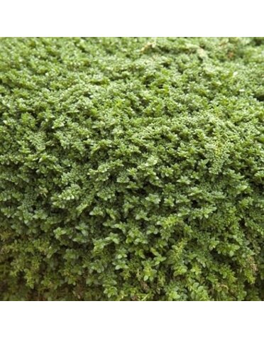 Rupturewart, Herniaria glabra 'Green Carpet Plant' 1G
