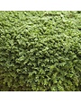 Rupturewart, Herniaria glabra 'Green Carpet Plant' 1G