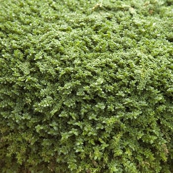 Rupturewart, Herniaria glabra 'Green Carpet Plant' 1G