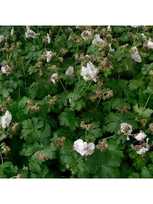 Geranium, Geranium x cantabrigiense 'Biokovo' Cranesbill 1G