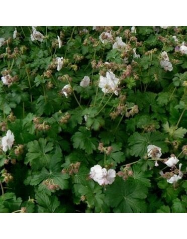 Geranium, Geranium x cantabrigiense 'Biokovo' Cranesbill 1G