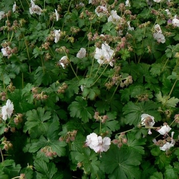Geranium, Geranium x cantabrigiense 'Biokovo' Cranesbill 1G