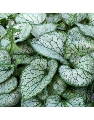 Bugloss, Brunnera macrophylla 'Jack Frost' 4Q